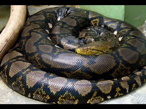 YouTube reptile video