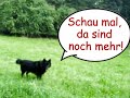 Ein Film an alle Jäger!