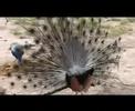 animales-morbosos.html