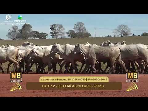 552� LEIL�O VIRTUAL MB LEIL�ES