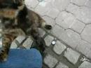 kedi-cat kedi-cat