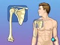 PreOp® Patient Education: Shoulder Replacement Surgery  Procedures and Therapies About Your Medicines