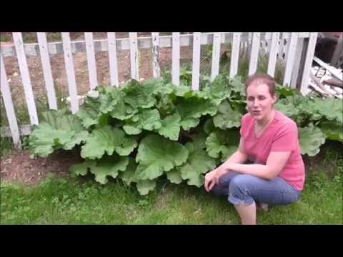 how to harvest rhubarb youtube