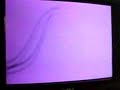 Boomerang TV France Ident Record via Mobile 2