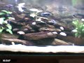 Malawi-Cichliden video
