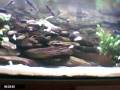 Malawi-Cichliden video