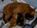 Scully eating & nursing Scully eating & nursing