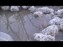 Son of Frog spawn Son of Frog spawn