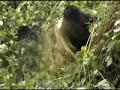 Gorillas in Rwanda Gorillas in Rwanda