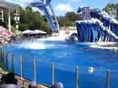 Delfinshow Orlando