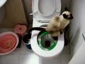 Cats on the Toilet