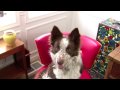 2009 AKC Eukanuba Commercial Contest
