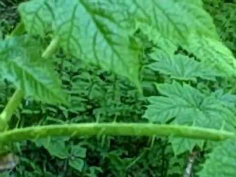 how to harvest devil's club