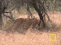 Crittercam POV: Lion Cubs&Mom