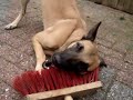 mechelse herder HOUDT VAN bezems....
