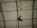 Flying Trapeze