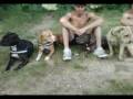 alma-best-friends-z-rich-zfgpit-bull-am-staff-.html