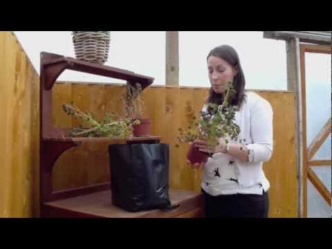 how to grow nz kumara