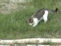 Maia vs. Mouse (Grafton NH, cats, animals)