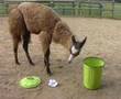 Clicker-trained llama: will he stick the lid on?!