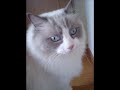 ?CAT