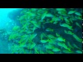 Maldives Diving