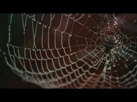 Smart Material: Spider Silk
