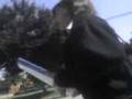 videos de Pancha tay matandoo xD