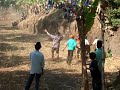 Koeien racen Indonesie 2.AVI