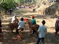 Koeien racen Indonesie 2.AVI
