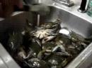 Crab Wars!