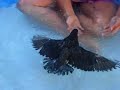 Baby Pigeon Swimming in Pool