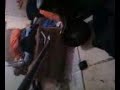 LILY 13FT RETICULATED PYTHON FEEDING 3 LILY 13FT RETICULATED PYTHON FEEDING 3