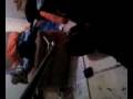videos de LILY 13FT RETICULATED PYTHON FEEDING 3