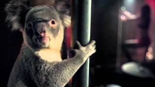 WIRES Koala Television Commercial