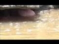 Okie Noodlers  noodling video