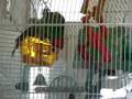 Clovis cherryhead conure opens treasure chest