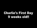 Charlie's (daschund) First Day