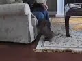 Charlie's (daschund) First Day