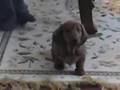 Charlie's (daschund) First Day
