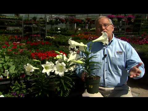 video-linktoworks-Plant Easter lilies in the garden