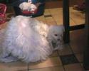 Les bichons � 33 jours