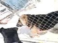 Rottweiler vs Pastor aleman!!!