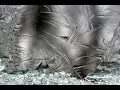 Time Lapse Frost Patterns Time Lapse Frost Patterns