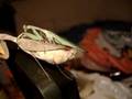 videos de Praying mantises feeding and breeding