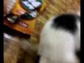 Comot In Memory
