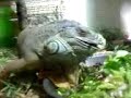 Iguana Iguana