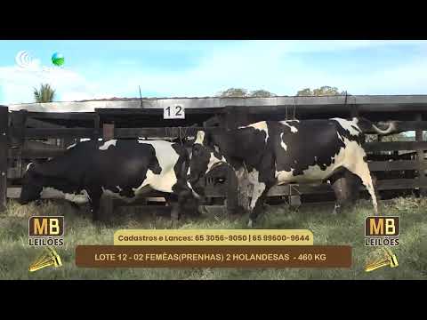 542� LEIL�O VIRTUAL MB LEIL�ES