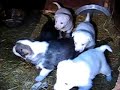 Alaskan Husky Puppies
