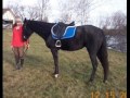 Sweetpea Standardbred mare available for adoption